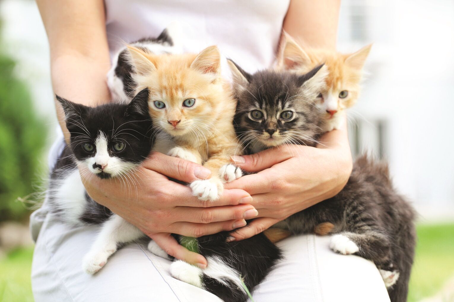 cats1